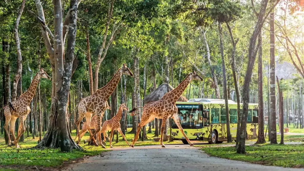富國珍珠野生動物園 Vinpearl Safari Phu Quoc
