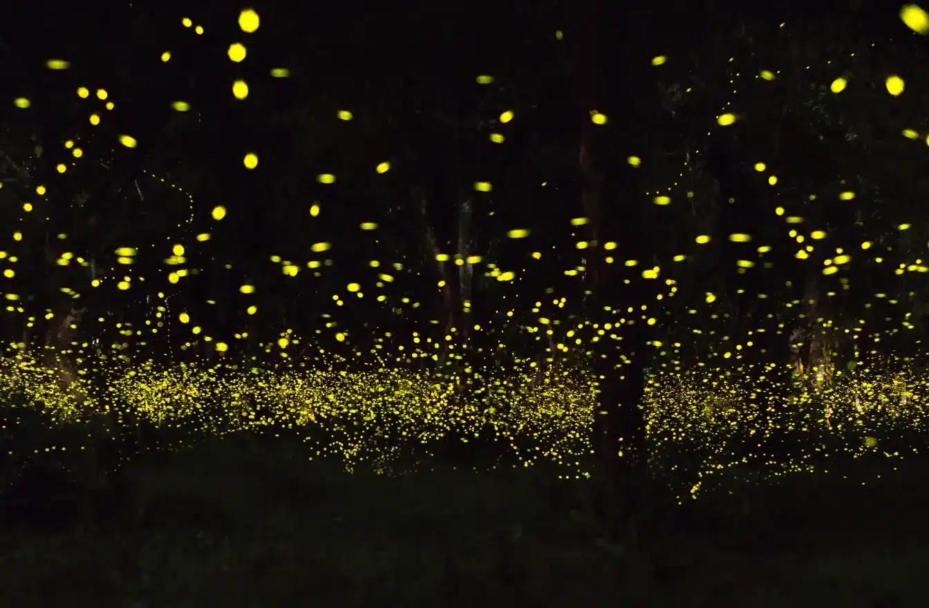 kaohsiung-namasia-firefly-festival-高雄那瑪夏螢火蟲季-賞螢時間門票交通方式接駁車一日遊行程 (1)