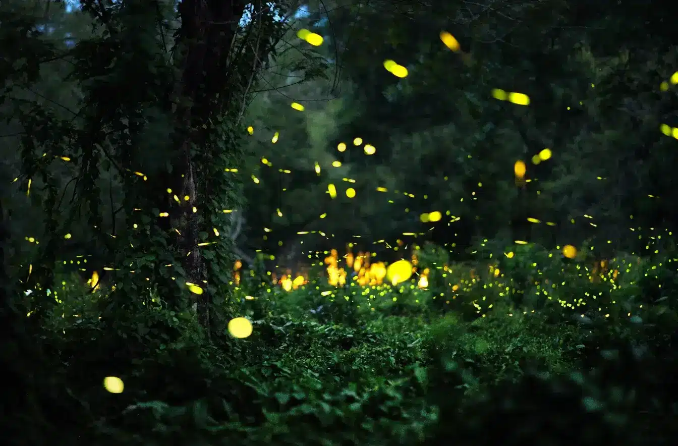 kaohsiung-namasia-firefly-festival-高雄那瑪夏螢火蟲季-賞螢時間門票交通方式接駁車一日遊行程 (2)