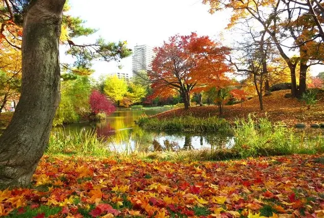 hokkaido-autumn-leaves-北海道賞楓-北海道紅葉時間-熱門賞楓景點推薦-中島公園-
