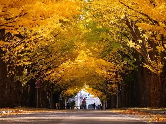 hokkaido-autumn-leaves-北海道賞楓-北海道紅葉時間-熱門賞楓景點推薦-北海道大學