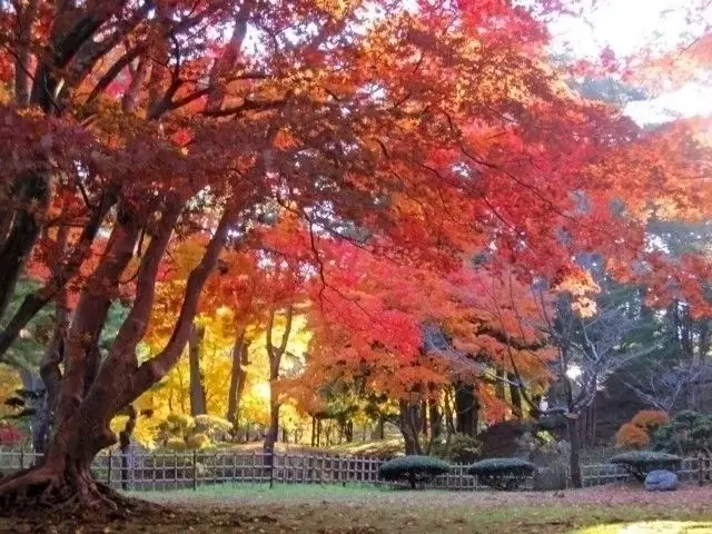 hokkaido-autumn-leaves-北海道賞楓-北海道紅葉時間-熱門賞楓景點推薦-見晴公園