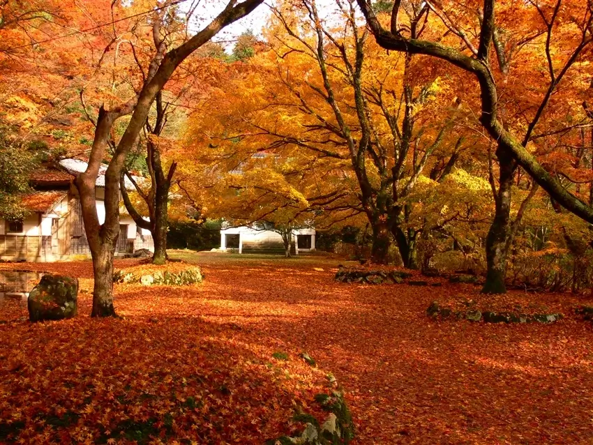 japanese-autumn-leaves-日本賞楓-日本全國紅葉預測、最佳賞楓時間、景點推薦 (11)