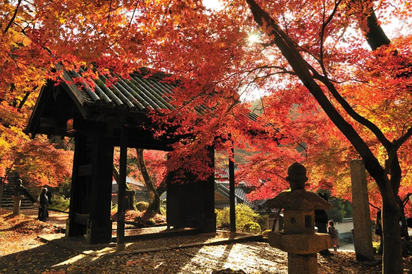 japanese-autumn-leaves-日本賞楓-日本全國紅葉預測、最佳賞楓時間、景點推薦 (6)