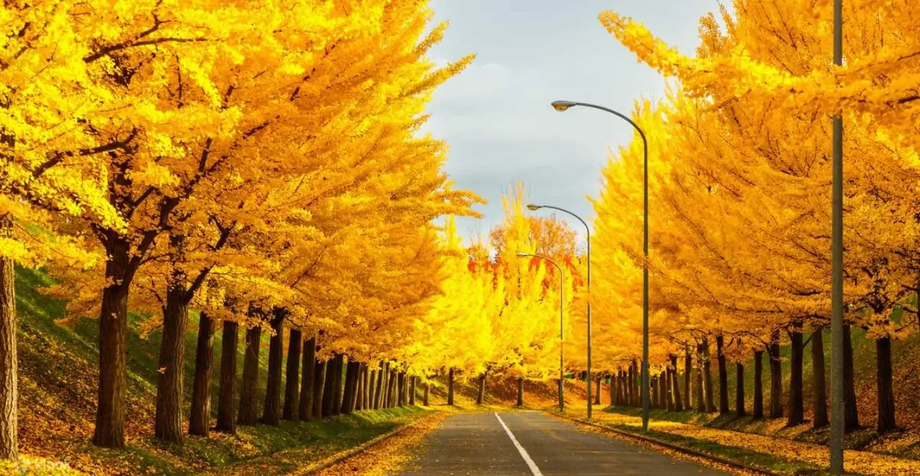japanese-autumn-leaves-日本賞楓-日本全國紅葉預測、最佳賞楓時間、景點推薦 (7)