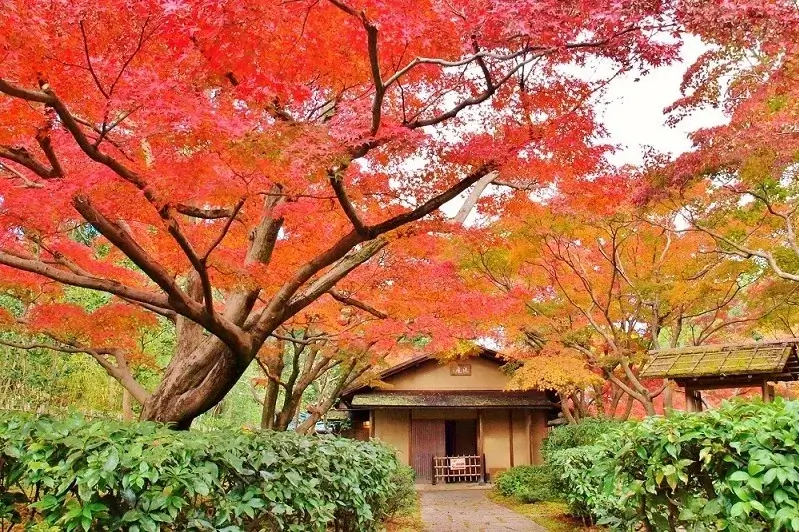 osaka-autumn-leaves-大阪賞楓-大阪紅葉時間-賞楓景點推薦 (2)