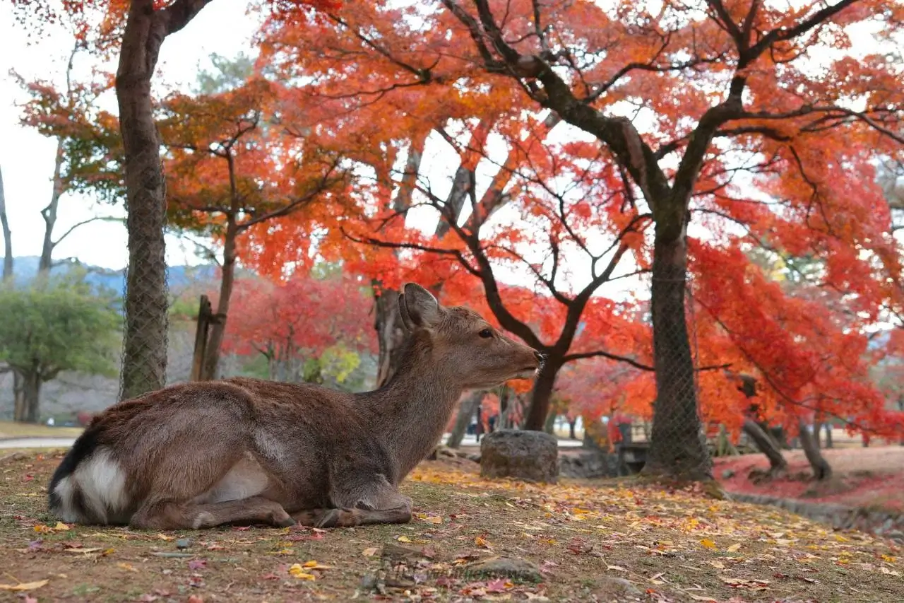 osaka-autumn-leaves-大阪賞楓-大阪紅葉時間-賞楓景點推薦 (7)