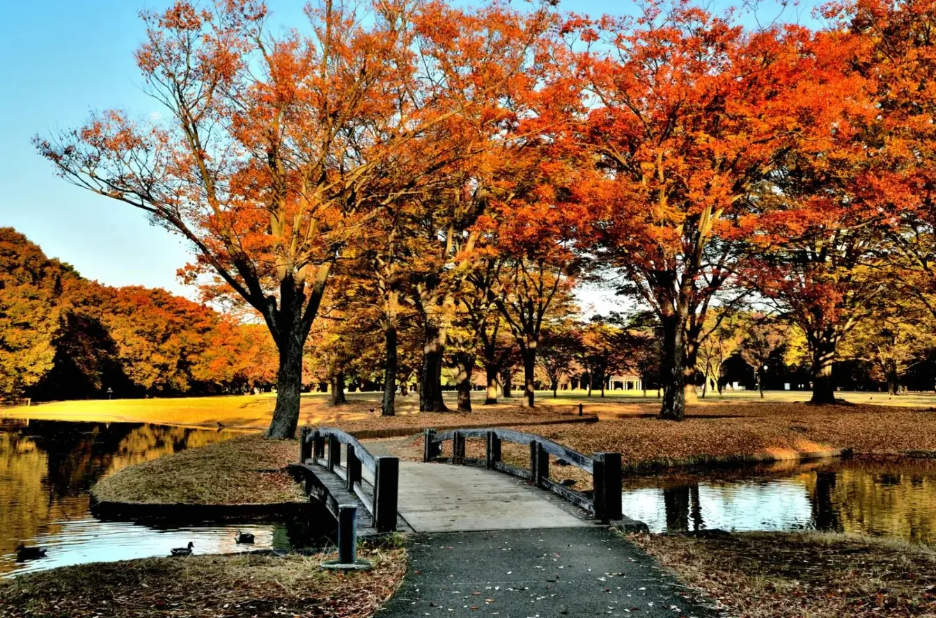 tokyo-autumn-leaves-東京賞楓-關東熱門賞楓景點推薦-代代木公園