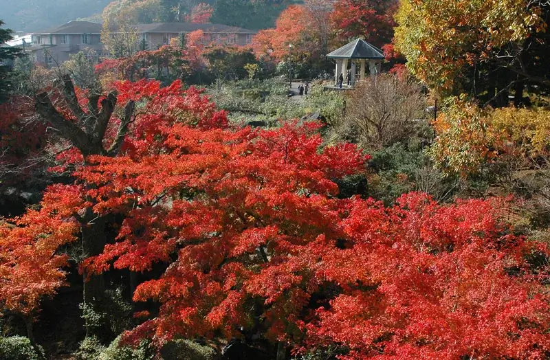 tokyo-autumn-leaves-東京賞楓-關東熱門賞楓景點推薦-強羅公園