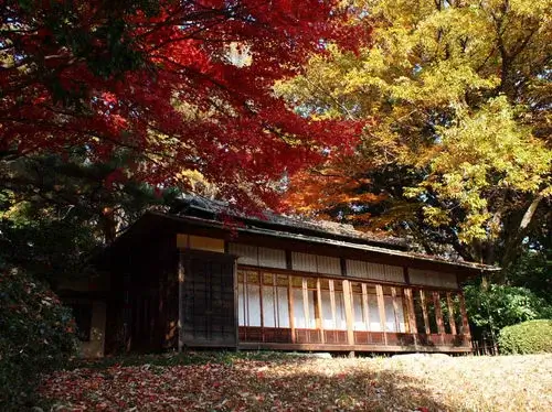 tokyo-autumn-leaves-東京賞楓-關東熱門賞楓景點推薦-明治神宮