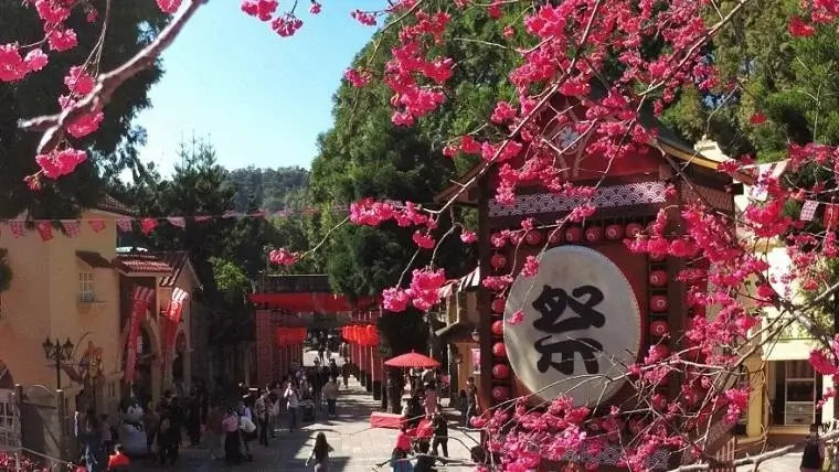 九族文化村櫻花季2026》賞花日期 2–3 月，門票優惠交通住宿推薦一次看！ (2)