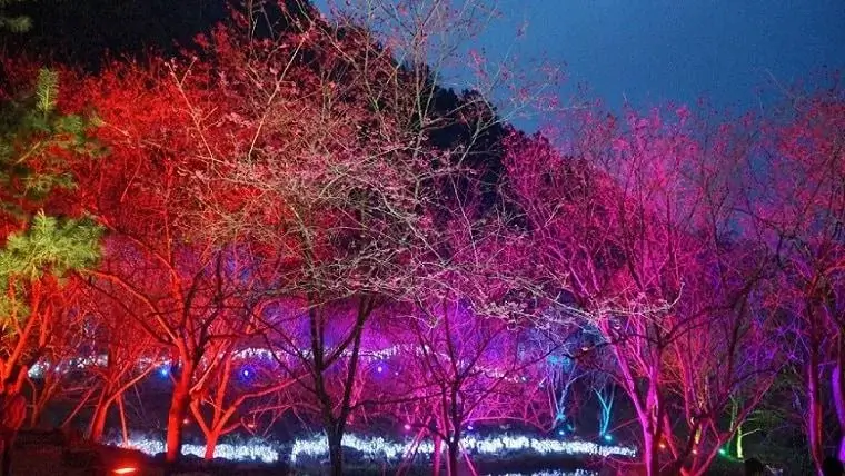 九族文化村櫻花季2026》賞花日期 2–3 月，門票優惠交通住宿推薦一次看！ (3)