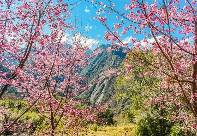 司馬庫斯櫻花季-賞花日期-交通-門票-一日遊行-住宿推薦 (2)