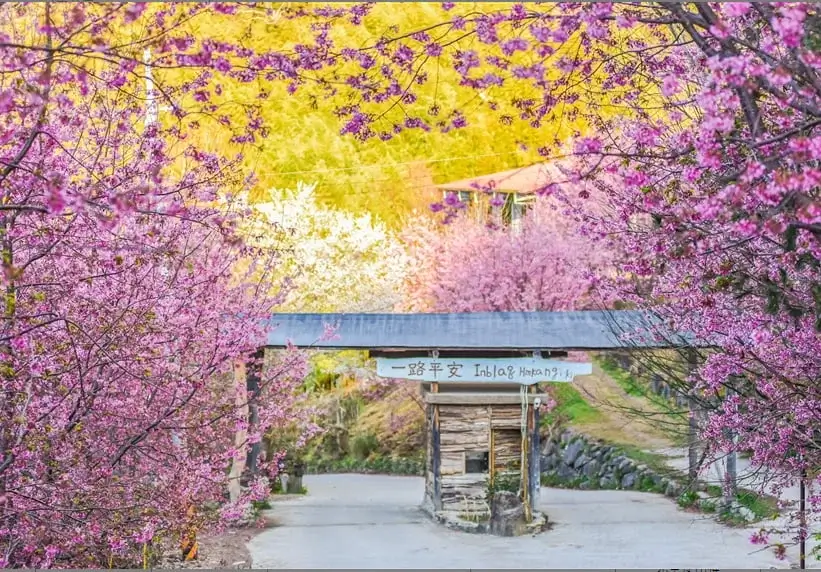 司馬庫斯櫻花季-賞花日期-交通-門票-一日遊行-住宿推薦 (3)