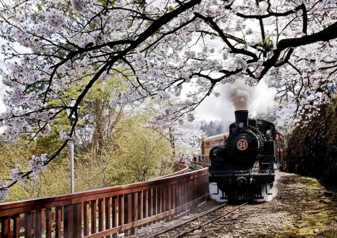 阿里山櫻花季2026》賞花日期3–4月,交通/一日遊/住宿推薦一次看! - 第3張圖 阿里山櫻花季-賞花日期-交通一日遊住宿推薦 (3)