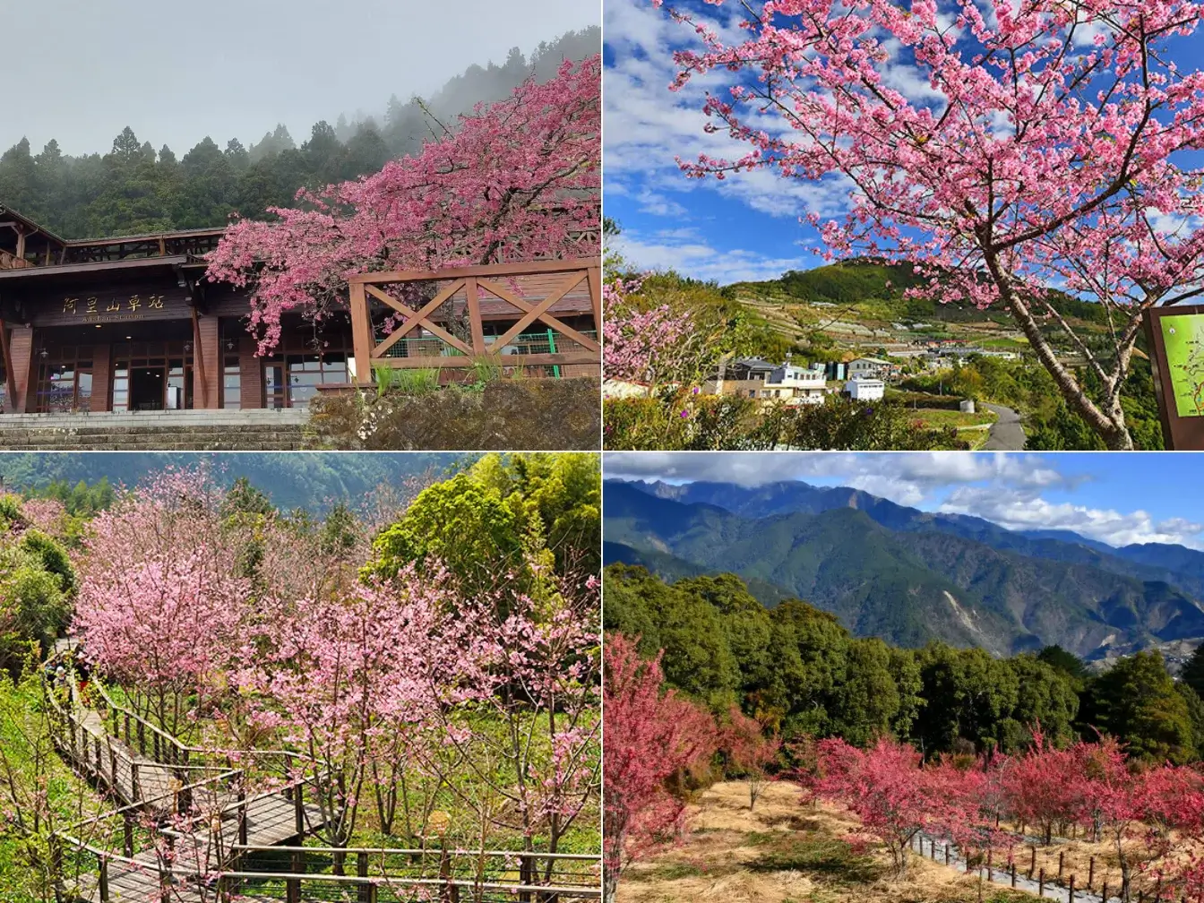 阿里山櫻花季2026》賞花日期3–4月,交通/一日遊/住宿推薦一次看! - 第2張圖 阿里山櫻花季-賞花日期-交通一日遊住宿推薦 (4)