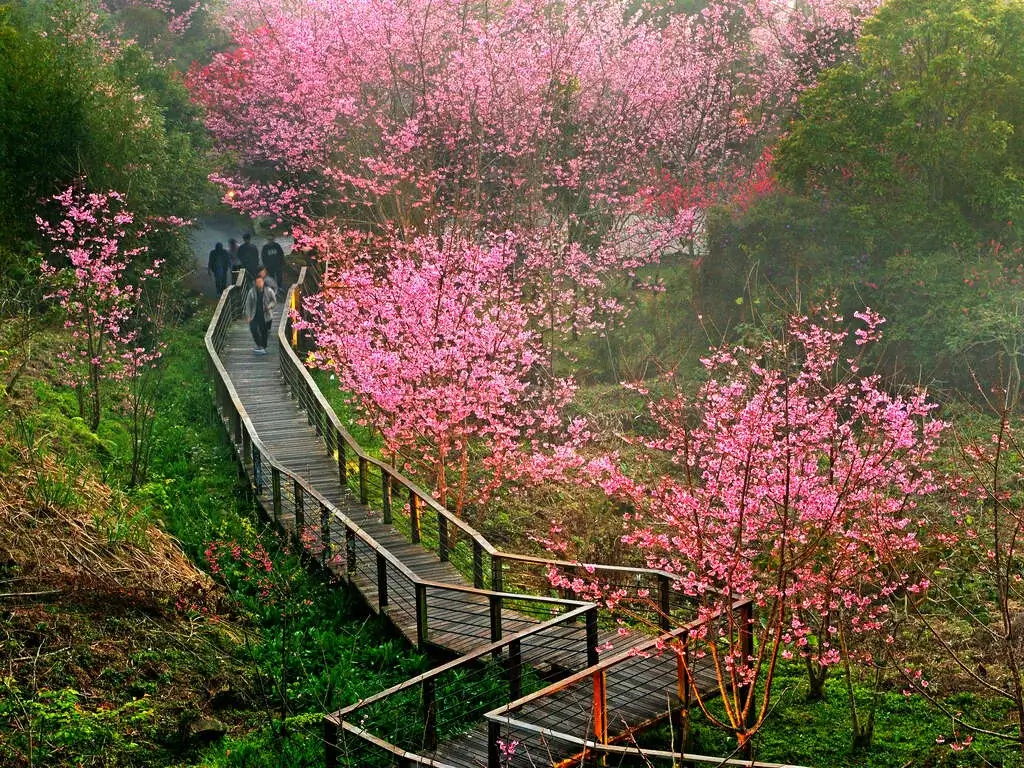 阿里山櫻花季2026》賞花日期3–4月,交通/一日遊/住宿推薦一次看! - 第4張圖 阿里山櫻花季-賞花日期-交通一日遊住宿推薦 (5)