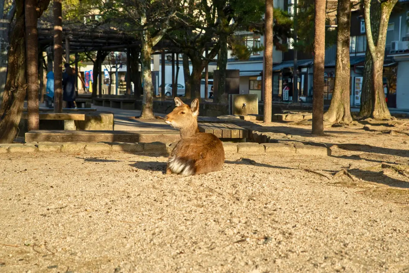 kyoto-itinerary-京都自由行3~6天行程安排，景點交通住宿推薦區域 (5)